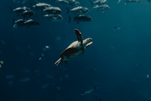 A sea turtle gracefully swims through a deep blue ocean surrounded by a school of fish. The turtle is positioned in the center, with the fish scattered around it. The scene conveys a serene and peaceful underwater environment.