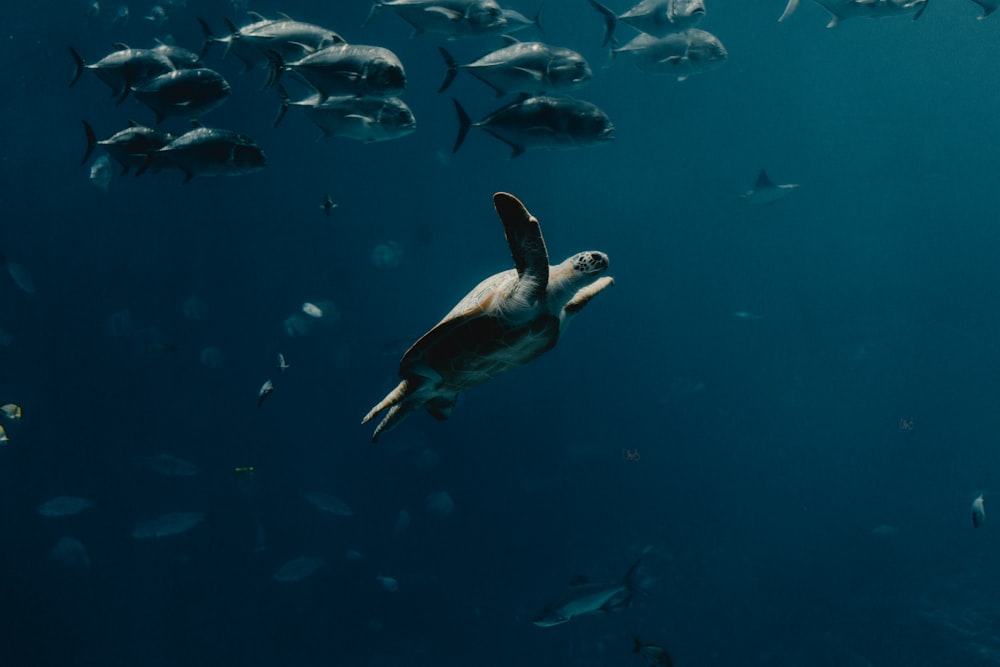 underwater photography of turtle and fish