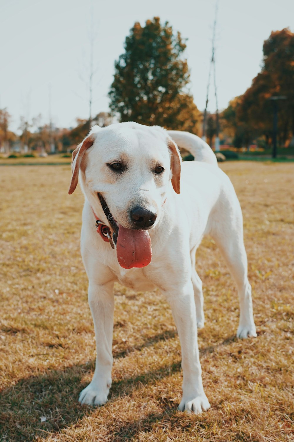 white short coated dog on brown grass field during daytime