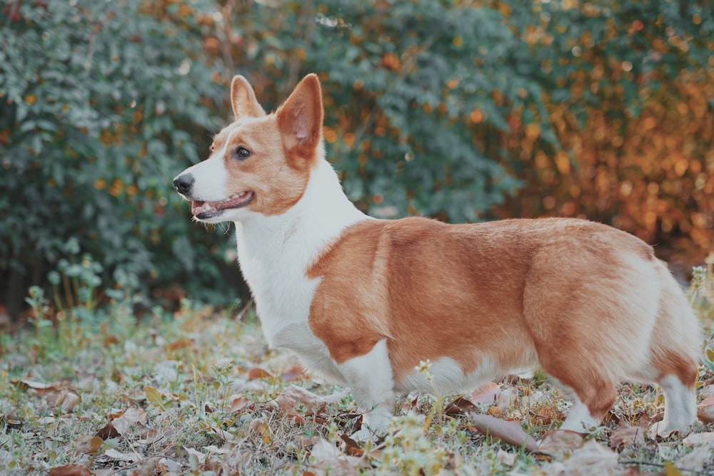 brown and white Corgi standing on grass