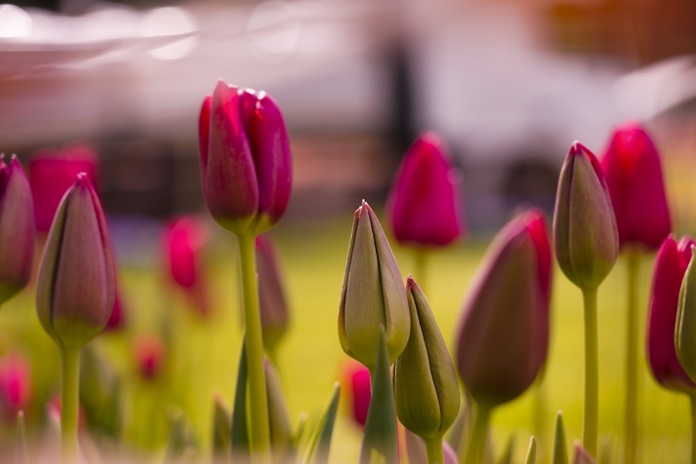 pink tulips buds
