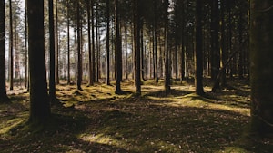 forest trees