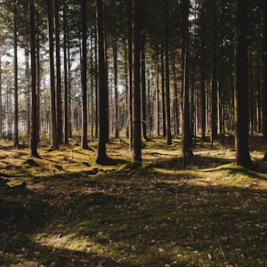 forest trees