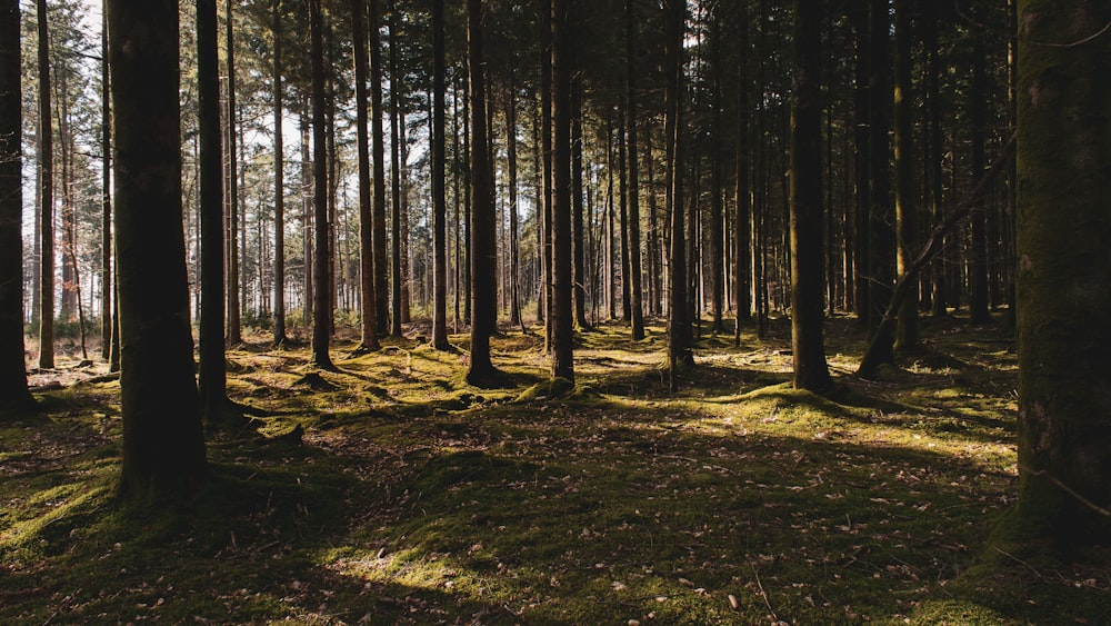 árboles forestales