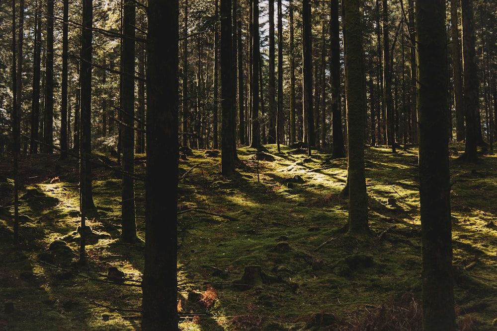 landscape photography of forest