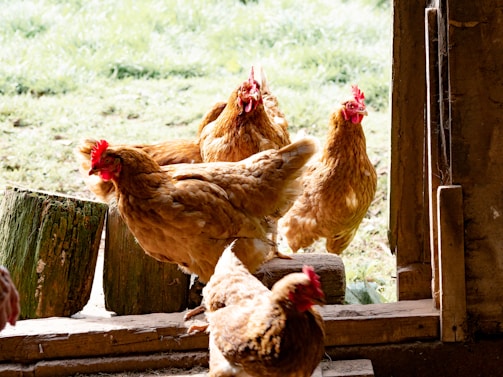 A serene morning scene with chickens basking under soft sunlight near a rustic wooden coop.