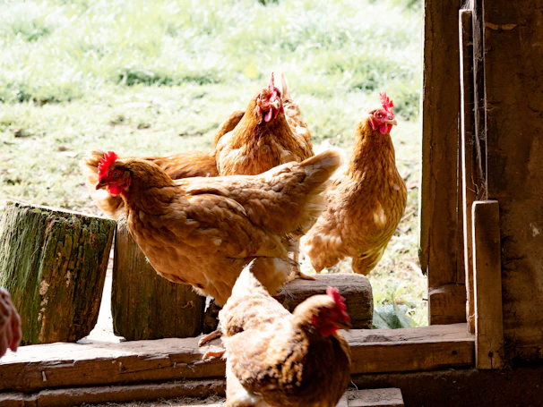Morning light streaming through the open barn doors where hens gather.