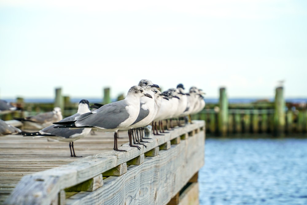 white and gray birds on gray wooden plan k