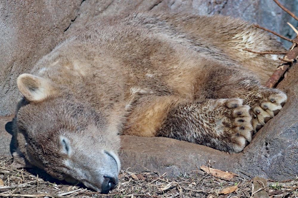 brown bear lying on ground