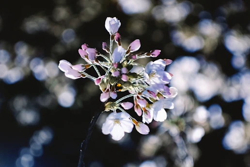 A delicate anime-inspired sticker featuring a dreamy pastel character surrounded by soft floral motifs.