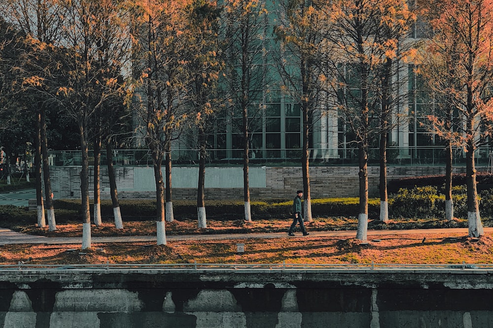 man walking on walkway between yellow trees during golden hour