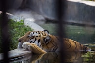 A tiger is lying in a pool of water with its head resting on the edge, appearing relaxed and calm. The surrounding environment includes greenery and concrete structures, suggesting a zoo or sanctuary setting.