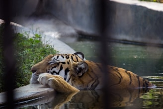 A tiger is lying in a pool of water with its head resting on the edge, appearing relaxed and calm. The surrounding environment includes greenery and concrete structures, suggesting a zoo or sanctuary setting.