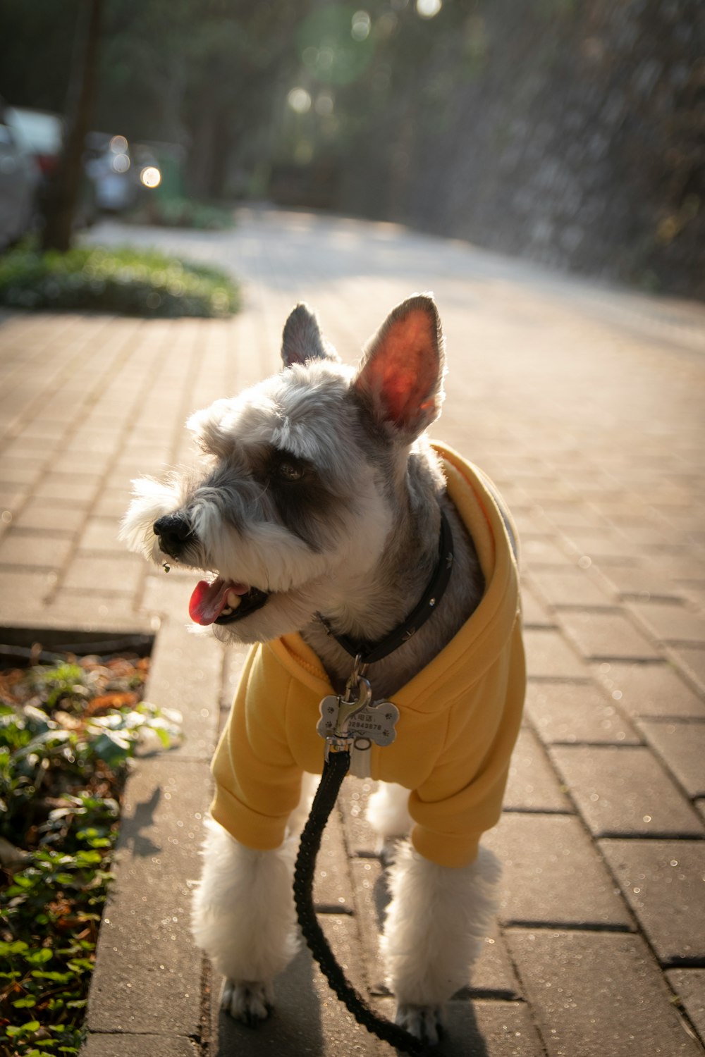 short-coated white dog walking on road