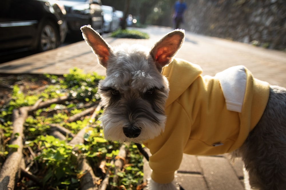 short-coatedgray dog