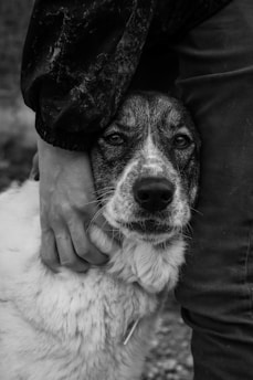 A black and white image featuring a close-up of a dog with a gentle expression, nestled between a person's arm and leg. The person's hand is resting on the dog's neck, conveying a sense of affection and protection.