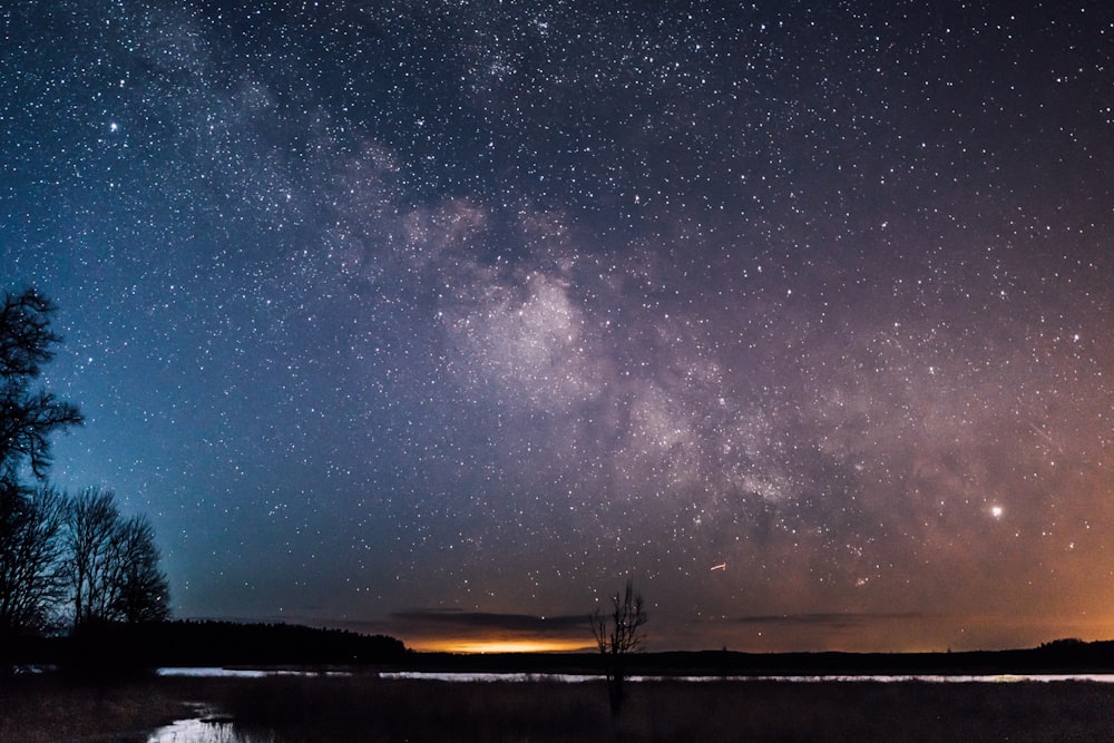 silhouette of trees during starry night