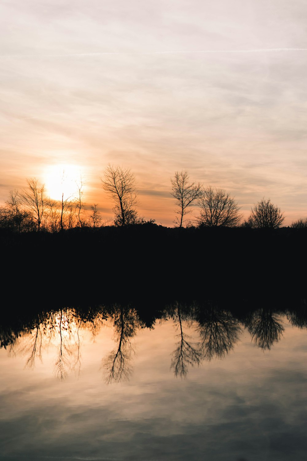 silhouette of trees