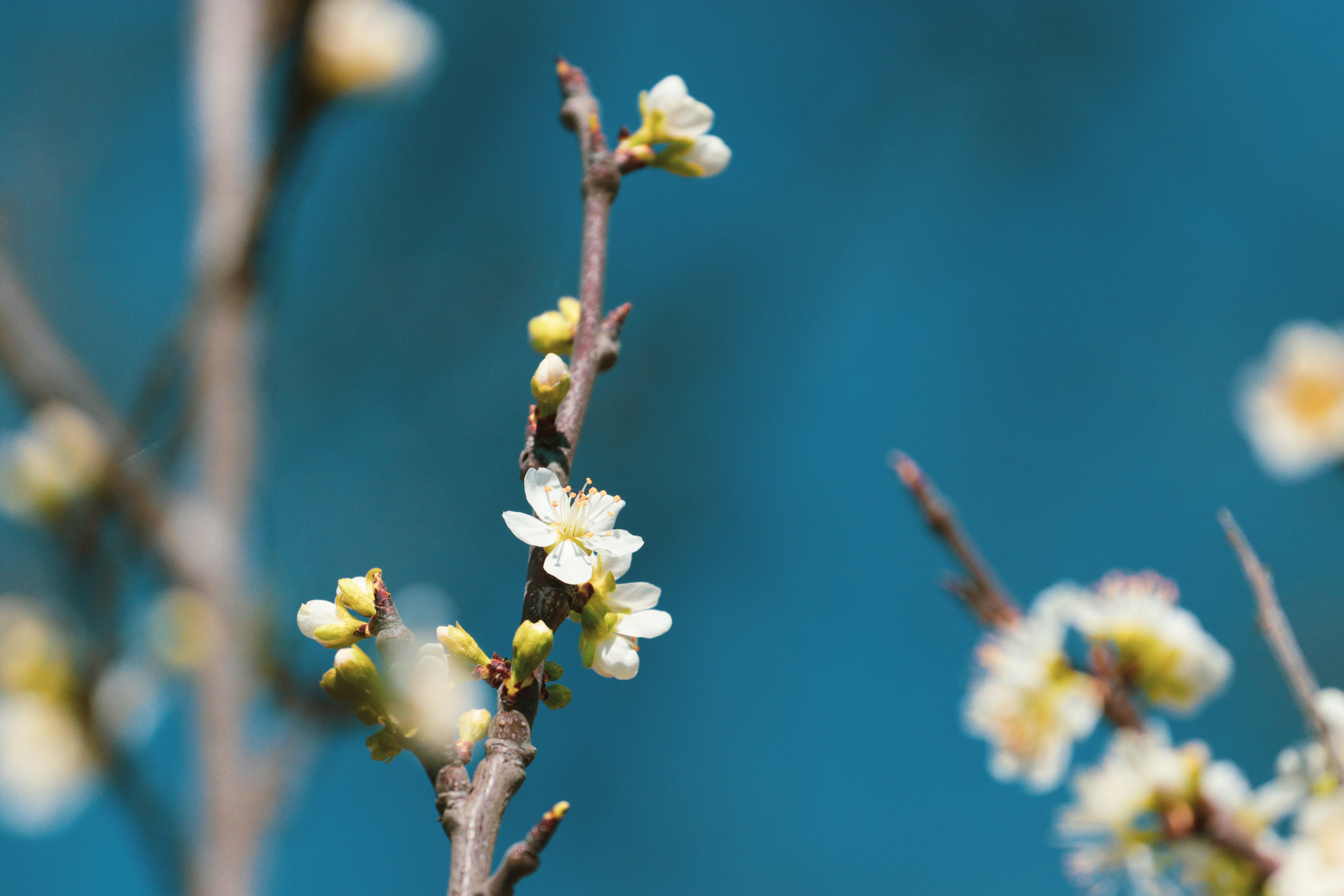 Turquoise Flower Pictures Download Free Images On Unsplash