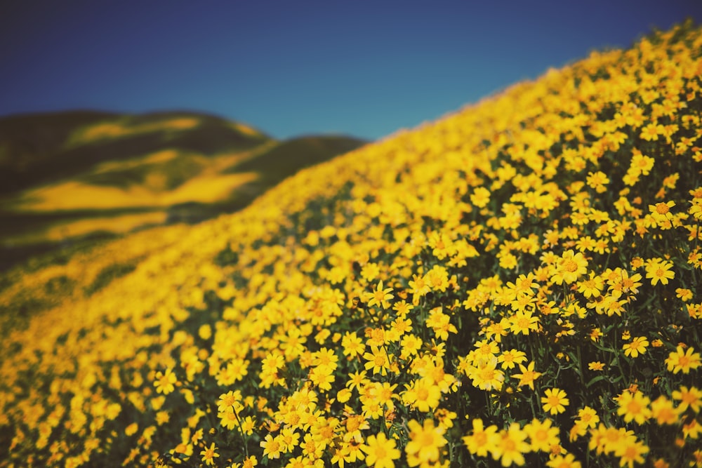 champ de fleurs à pétales jaunes pendant la journée