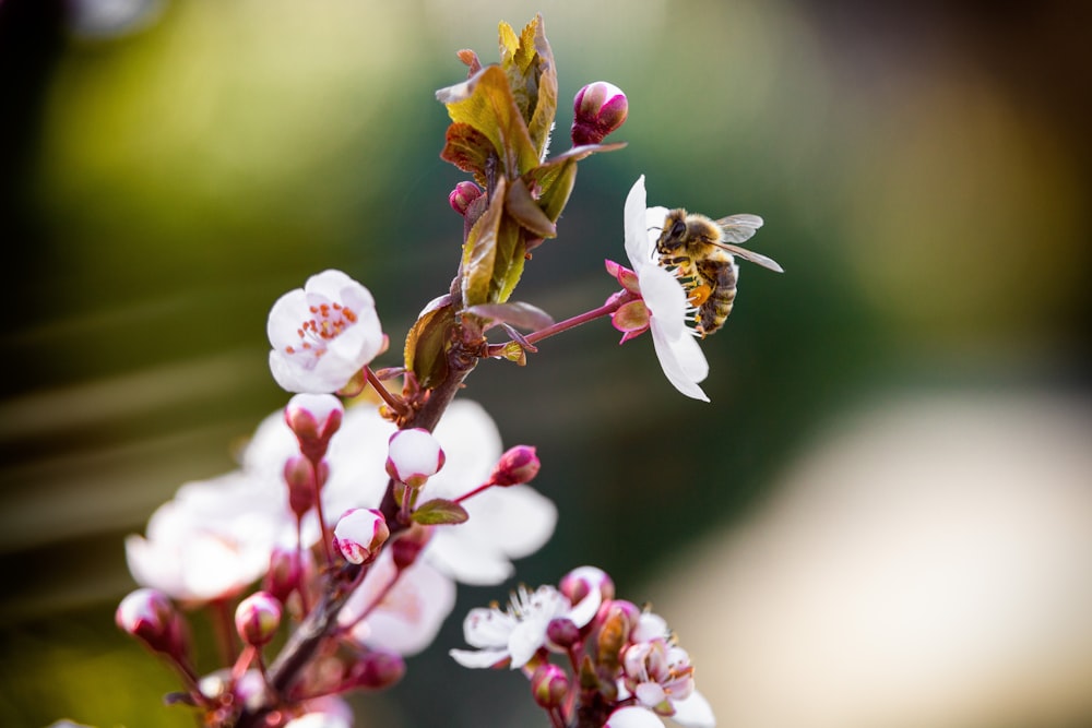 Fotografia de foco seletivo de abelha marrom em flores de pétalas cor-de-rosa