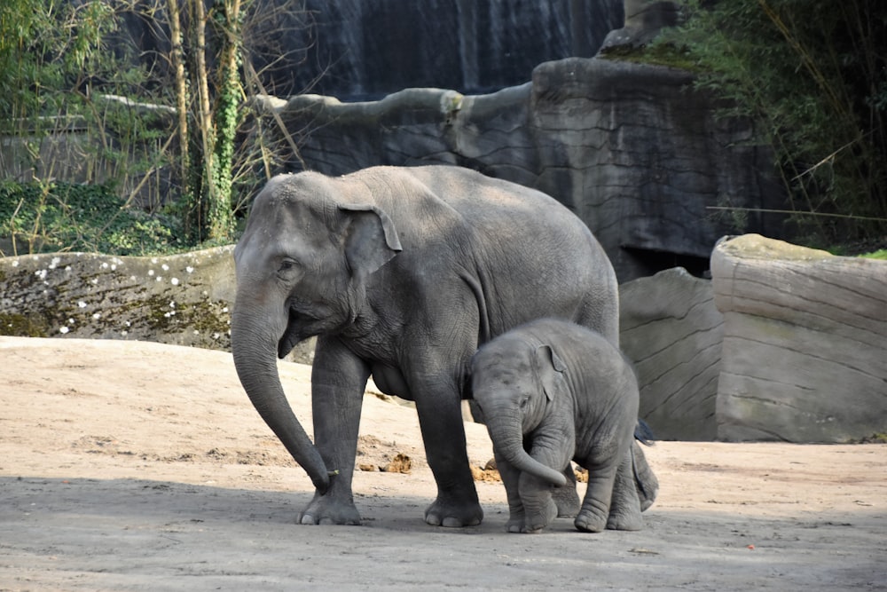 deux éléphants près des arbres