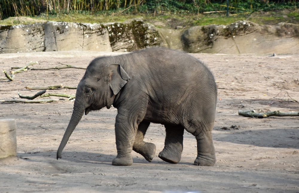 éléphant gris