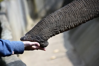 Elephant gently reaching out to a visitor's hand at Khao Lak Elephant Sanctuary during a sunny afternoon.