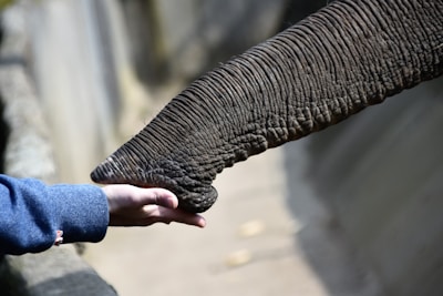 Elephant gently reaching out to a visitor's hand at Khao Lak Elephant Sanctuary during a sunny afternoon.