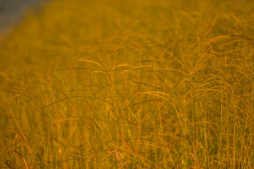 green grassland