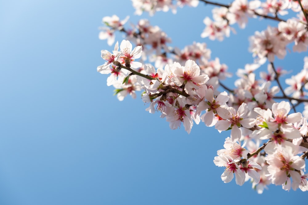 white cherry blossom flowers blooming