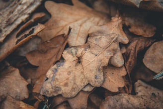 A trail of black ants marching over colorful autumn leaves