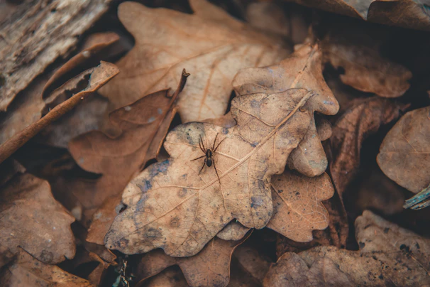 A trail of black ants marching over colorful autumn leaves