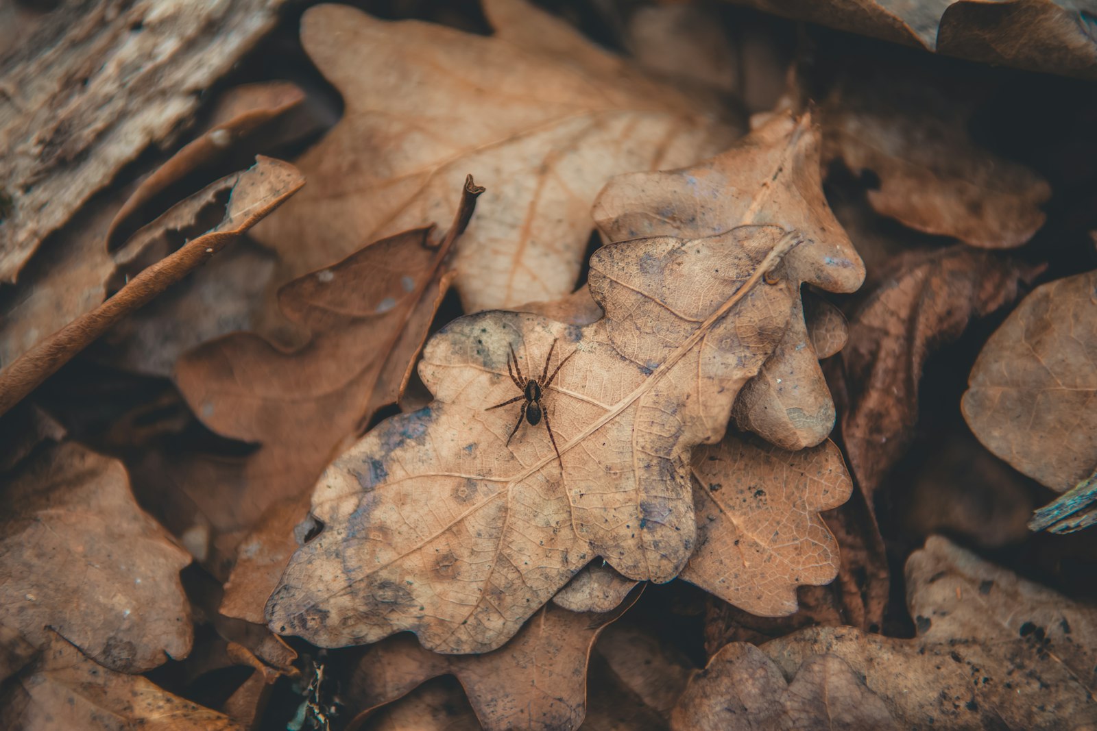 Nikon AF-S DX Nikkor 17-55mm F2.8G ED-IF sample photo. Brown spider on dried photography