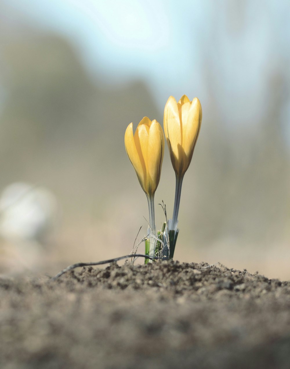 two yellow tulip flowers