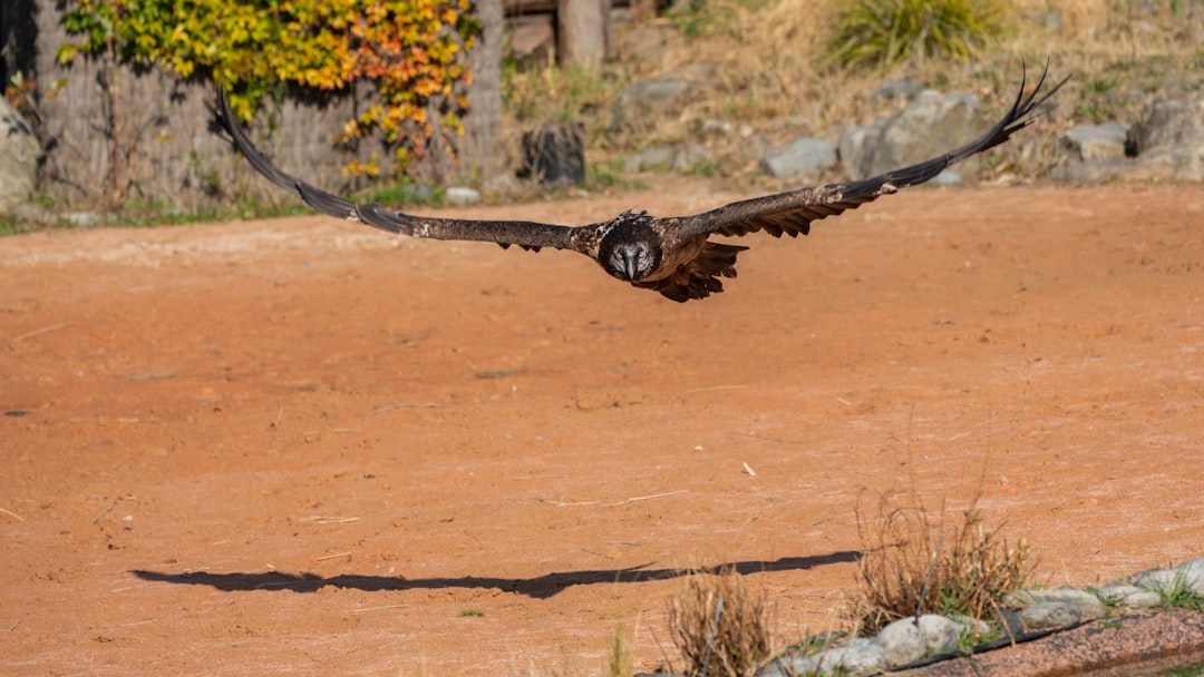 brown bird soaring near ground