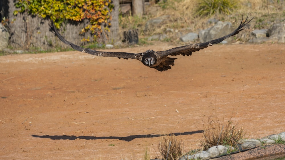 Oiseau brun planant près du sol