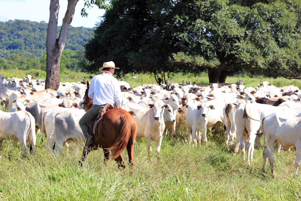 hombre montando en ganado blanco cerca de muchos ganados en campo verde
