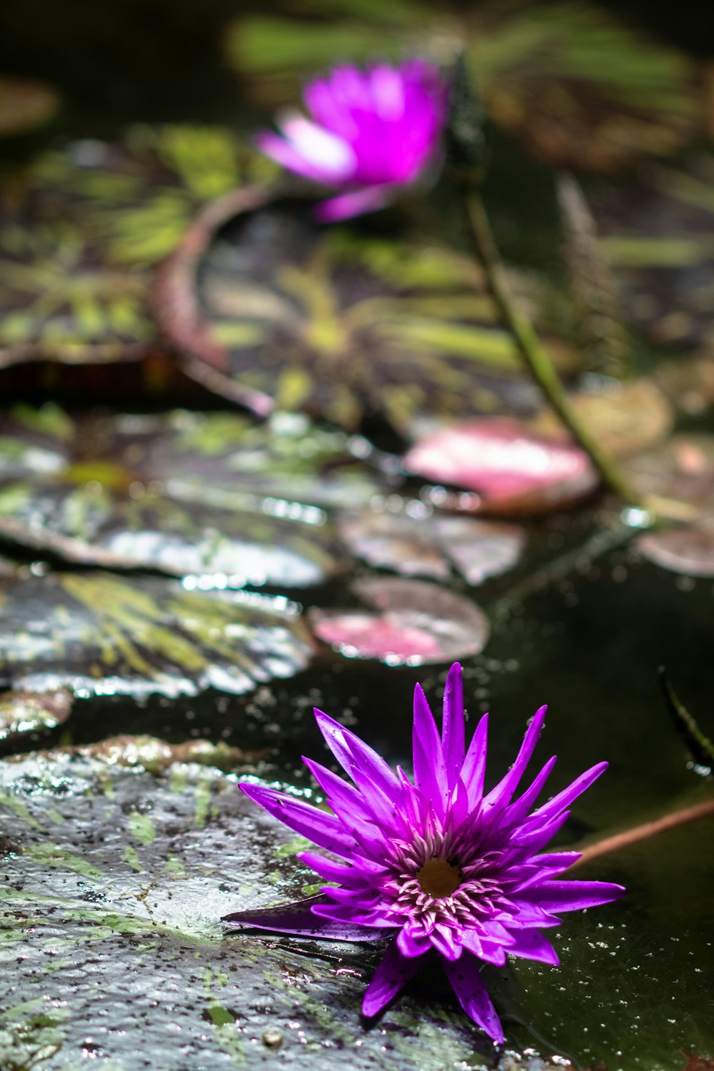 a purple flower sitting on top of a lily pad