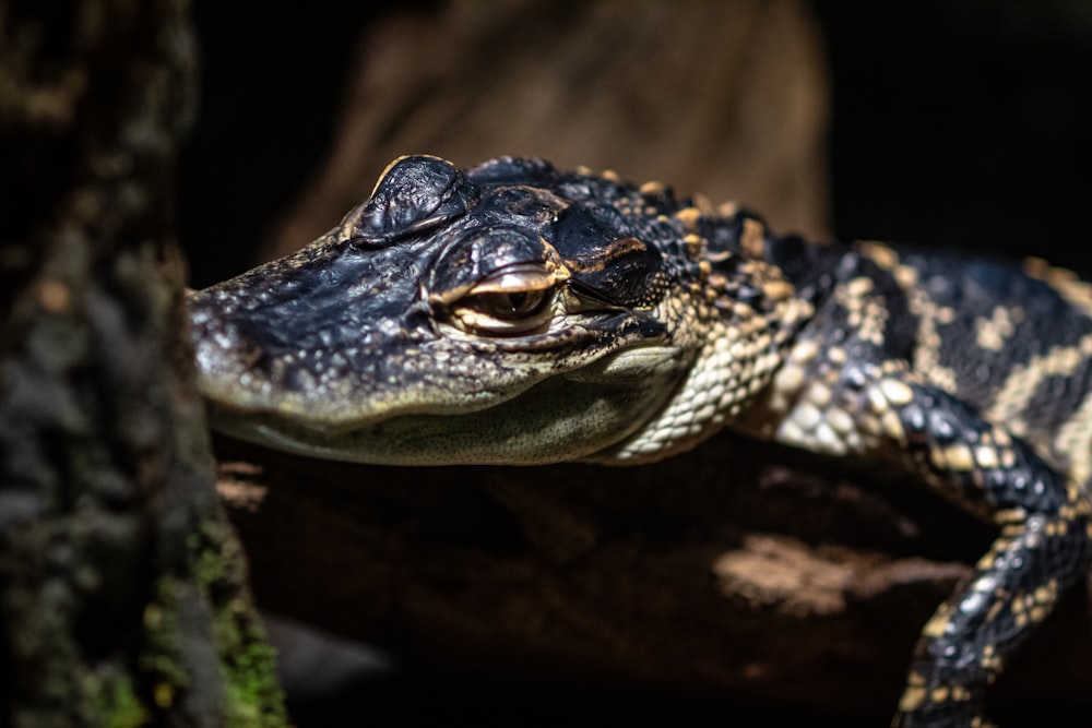 close-up photo of baby alligator