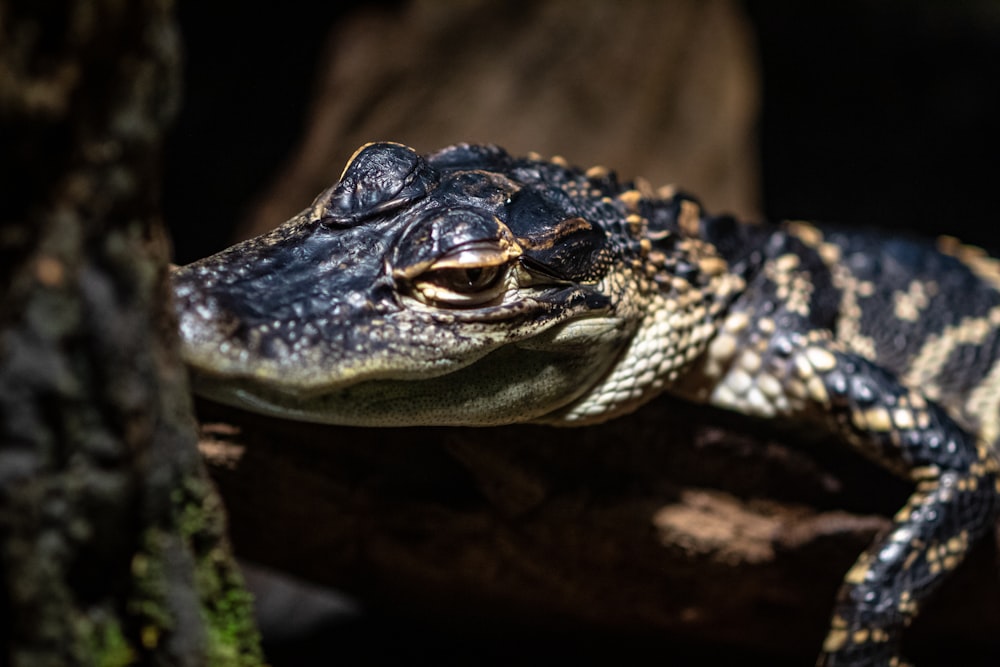 photo en gros plan de bébé alligator