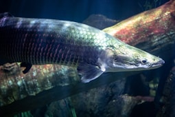 a fish that is swimming in some water