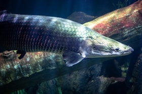 a fish that is swimming in some water