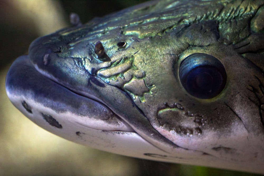 a close up of a fish's face with a blurry background