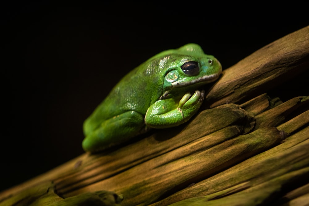a green frog sitting on top of a tree branch