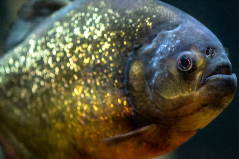 a close up of a fish in a tank