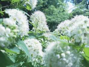 Lush white sandalwood trees thriving in a sustainable agri-forestry plantation.