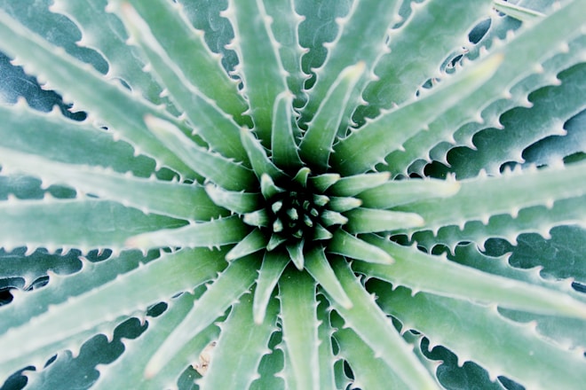 green plant
