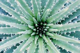 green plant