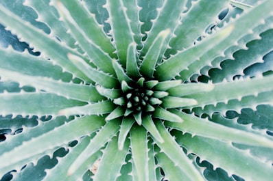 green plant